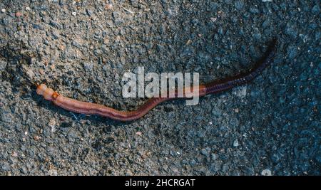 Regenwurm dendrobena auf einer asphaltierten Straße Stockfoto