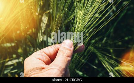 Ähren in Landwirt Händen hautnah auf Feld Hintergrund Stockfoto