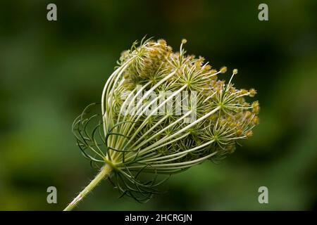 Die Spitzen- oder Wildkarotten-Samenköpfe von Queen Anne bilden eine enge Gruppe, die oft im Wind bricht, um die Samen zu verteilen. Stockfoto