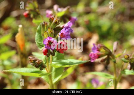 Nahaufnahme der bunten Pulmonaria-Blumen, die im Garten wachsen Stockfoto