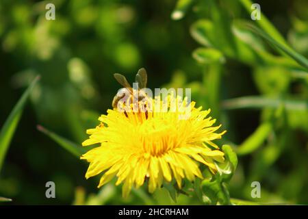 Bienen bestäuben auf einem gelben Dandelion im Sonnenschein auf einem verschwommenen Hintergrund Stockfoto