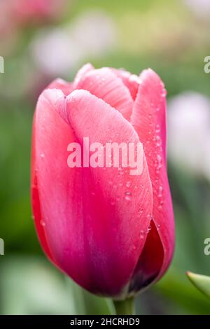 Nahaufnahme einer rosa Blume mit einem einzigen Regentropfen Stockfoto