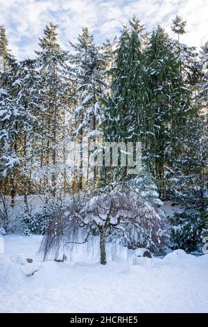 Verschneite Bäume in einem schneebedeckten Park Stockfoto