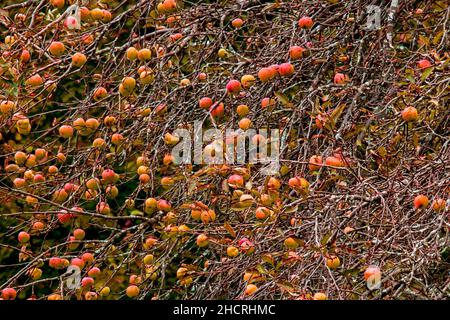 Obwohl ursprünglich in Asien beheimatet, hat sich der gewöhnliche Apfel in der ganzen Welt ausgebreitet und eingebürgert. Stockfoto