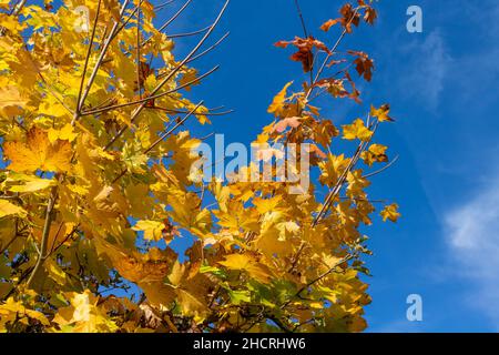 Gelbe Ahornblätter leuchten im Herbst in beeindruckenden Farben gegen einen leicht bewölkten Himmel Stockfoto