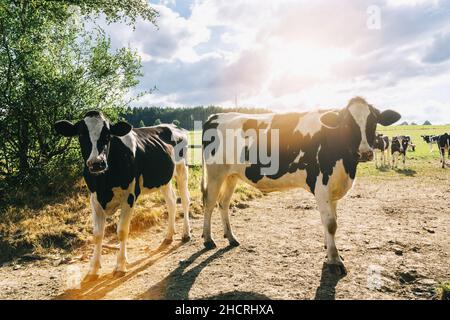 Kühe auf einer Wiese bei Sonnenuntergang Stockfoto