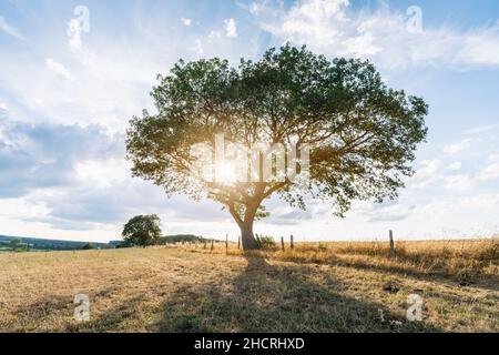 Einsamer Baum vor blauem Himmel bei Sonnenuntergang. Sommer Landschaft mit einem einsamen Baum bei Sonnenuntergang Gerste Feld im Dorf Stockfoto