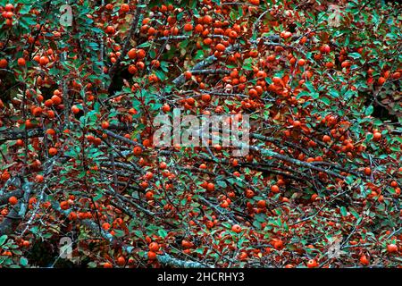 Obwohl ursprünglich in Asien beheimatet, hat sich der gewöhnliche Apfel in der ganzen Welt ausgebreitet und eingebürgert. Stockfoto