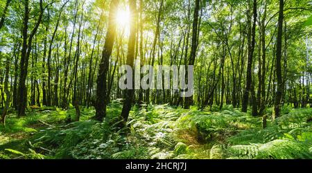 Buchenwald mit Sonnenlicht strahlend durch den Naturwald der Buchenbäume Stockfoto
