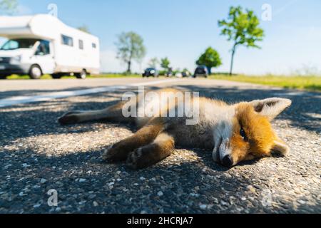 Rotfuchs tödlich am Straßenrand Stockfoto