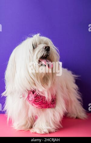 Maltese Pudel Hund auf rosa und lila Hintergrund Stockfoto