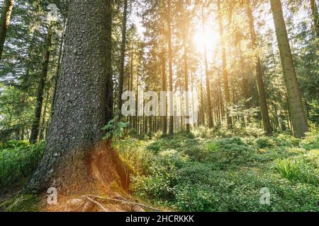 Sonnenstrahlen, die durch den Naturwald strahlen Stockfoto