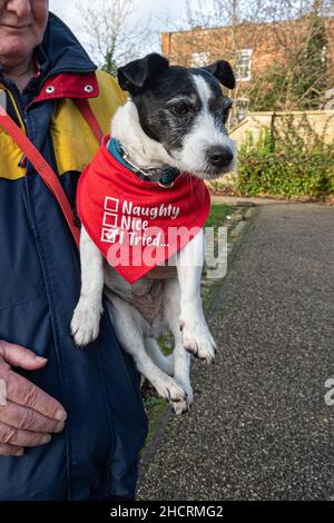 Jack Russell Terrior Hund trug eine rote Bandana mit amüsant frech, nett, Ich versuchte, Haken mit seinem Besitzer Stockfoto