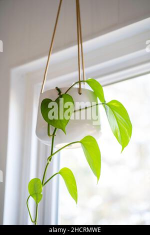 Pothos-Pflanze in einem weißen Keramiktopf Stockfoto