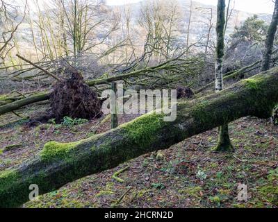 Bäume in Ambleside von Storm Arwen, einem extrem mächtigen Sturm, der riesige Schäden und Verluste an Menschenleben verursachte, in einem Wald überwehen. Stockfoto