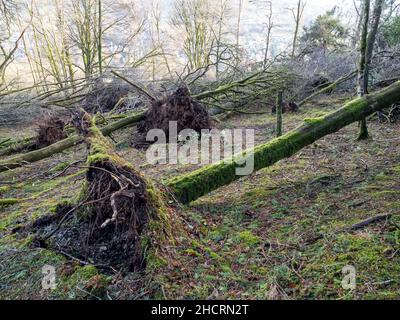 Bäume in Ambleside von Storm Arwen, einem extrem mächtigen Sturm, der riesige Schäden und Verluste an Menschenleben verursachte, in einem Wald überwehen. Stockfoto
