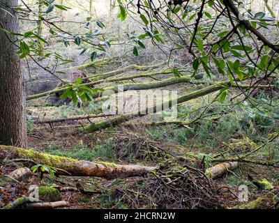 Bäume in Ambleside von Storm Arwen, einem extrem mächtigen Sturm, der riesige Schäden und Verluste an Menschenleben verursachte, in einem Wald überwehen. Stockfoto