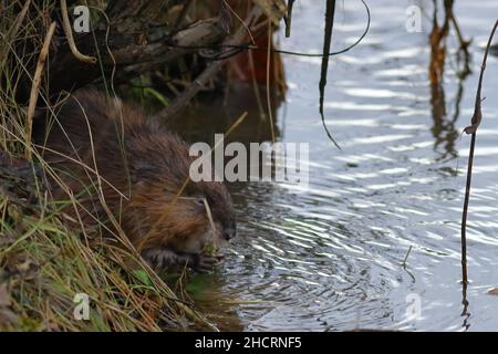 Nahaufnahme einer Bisamratte in der Natur Stockfoto