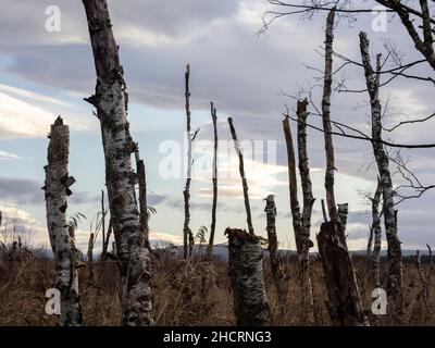 Tote und verfaulende Silberbirke bei Foulshaw Moss, Cumbria, Großbritannien. Stockfoto