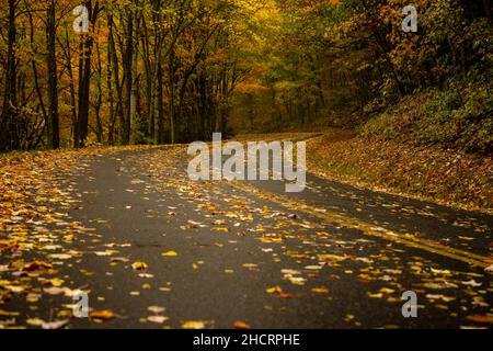 Wet Road bedeckt mit Laub Kurven durch Wald im Great Smoky Mountains National Park Stockfoto
