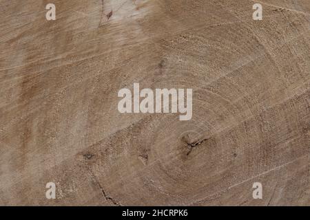 Ein Querschnitt eines abgeschnittenen Baumes, der seine Wachstumsringe freilegt, die das Alter des Baumes und andere Umweltereignisse, die das iit beeinflussten, aufdecken. Stockfoto