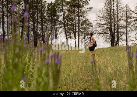 Die Frau blickt durch Wildblumen im Wind Cave National Park über die Prärie Stockfoto