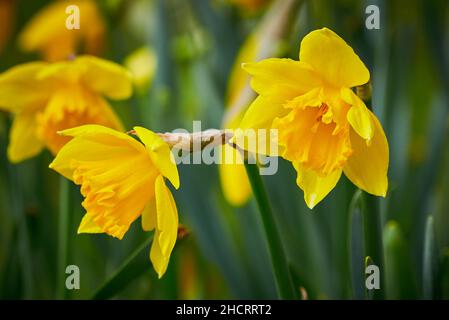 Daffodil (Narcissus pseudonarcissus), auch als gewöhnliches Narzissus oder Trompetennarzissus bezeichnet Stockfoto