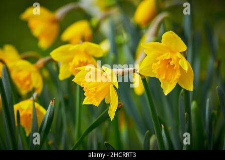 Daffodil (Narcissus pseudonarcissus), auch als gewöhnliches Narzissus oder Trompetennarzissus bezeichnet Stockfoto