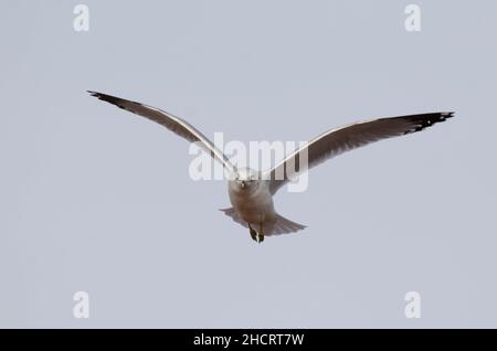 Ring-billed Möve, Larus Delawarensis im Flug Stockfoto