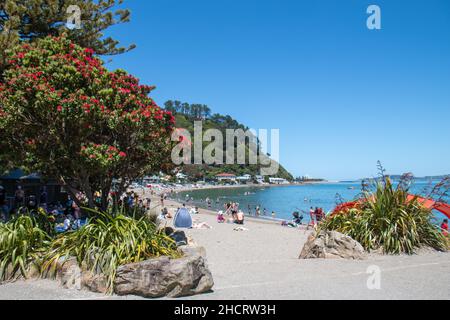 Sengende und überfüllte Neujahrstag 2022 in Days Bay, Wellington, Neuseeland. Strand und ein blühender Weihnachtsbaum (Pōhutukawa) Stockfoto