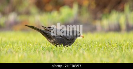 Turdus merula Amsel sitzt auf einem Stumpf und isst Getreide. Nahaufnahme, selektiver Fokus. Stockfoto