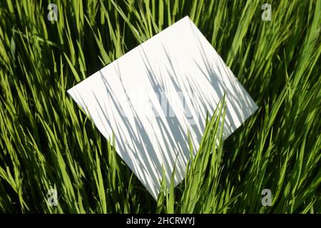 Natürliche Malerei aus Gras Schatten auf Leinwand. Leere Leinwand im Gras eines sonnigen Sommerfeldes. Stockfoto