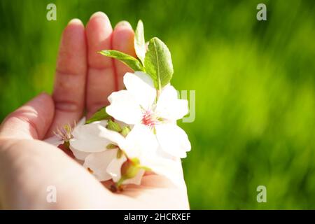 Weiße Blüten eines Mandelbaums in weiblicher Hand im Garten. Stockfoto