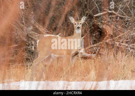 Whitetail Doe in Idaho Stockfoto