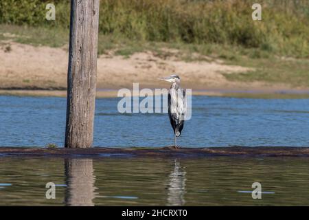 Great Blue Heron ruht auf Breakwater Stockfoto