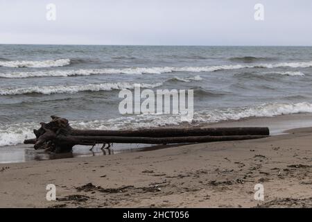 Driftwood am Ufer des Lake Ontario Stockfoto