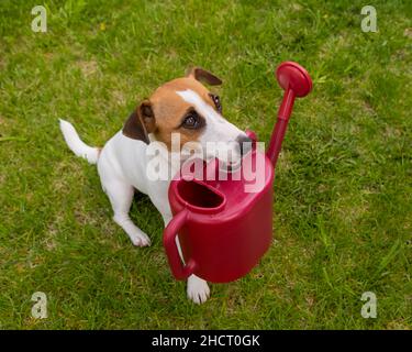 Hund Jack Russell Terrier steht auf dem Rasen und hält eine Gießkanne Stockfoto