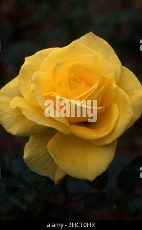 NAHANSICHT VON GELBER ROSE FLORIBUNDA 'FRIESIA CROSE' Stockfoto