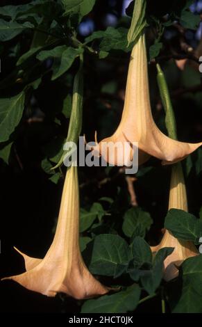 DATURA AUREA, ALLGEMEIN BEKANNT ALS ANGEL'S TROMPETEN Stockfoto