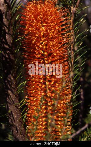 Heide BANKSIA (BANKSIA ERICIFOLIA) auch bekannt als Heide- ODER ROT-GEISSBLATT Stockfoto