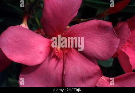 NAHAUFNAHME EINER EINZELNEN TIEFROSA OLEANDERBLÜTE (NERIUM OLEANDER) AUSTRALIEN. Stockfoto