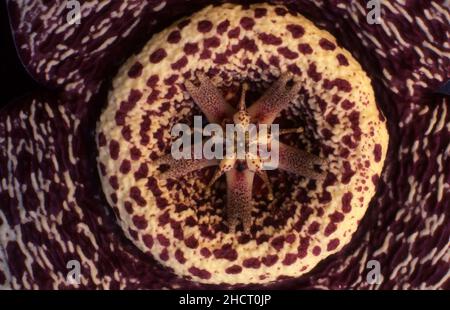 STAPELIA VARIEGATA SYN. ORBEA VARIEGATA (STECHENDES AAS) Stockfoto