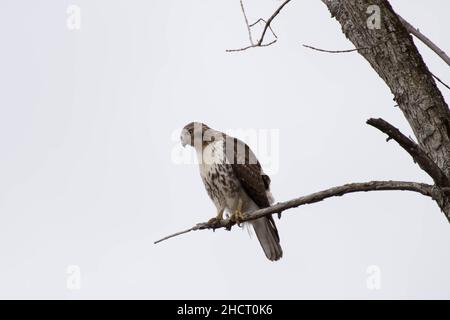 Rotschwanzfalke, der in einem Baum thront Stockfoto