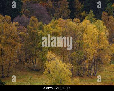 Erstaunlicher Herbsttag im Hochland. Bäume am Rande des Hügels in Herbstfarben. Reise nach dem Nordkaukasus, Archyz, Russland, der Weg zu den Dukkinski Seen. Stockfoto