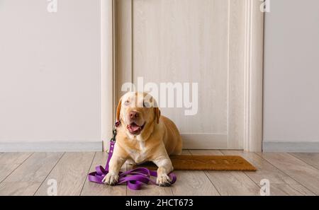 Lustiger Labrador Hund mit Leine, der auf einen Spaziergang in der Nähe der Holztür zu Hause wartet Stockfoto