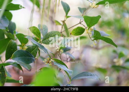 Süßes gelbes Osmanthus blüht auf dem Baum in der Herbstsaison. Selektiver Weichfokus. Stockfoto