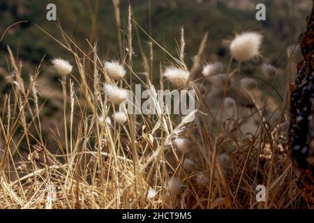 Ruine einer Geisterstadt im Nationalpark Aspromonte mit dem Fiumara (Fluss) von Amendolea, Kalabrien, Italien Stockfoto