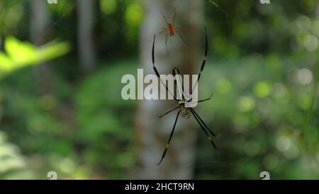 Eine weibliche nördliche Goldweber oder eine riesige Goldweber-Weberin geht auf ihrem Netz mit einer männlichen Spinne hinter ihr Stockfoto