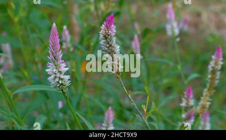 Nahaufnahme eines violetten Celosia-Blütenkopfes blühte im Garten des Hauses Stockfoto