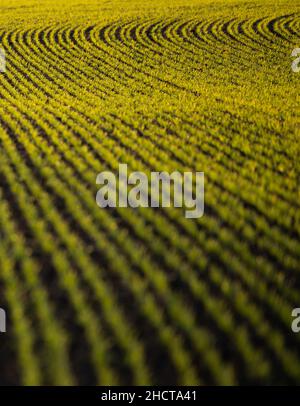 31. Dezember 2021, Baden-Württemberg, Rottweil: Kleine Pflanzen wachsen auf einem Feld in der Nähe von Rottweil. Foto: Silas Stein/dpa Stockfoto